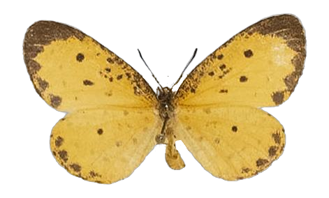 Pentila tropicalis fuscipunctata — LYCAENIDAE/7 MINA AFRIKANSKA LYCAENIDER/Lycaenidae_DTR1179.jpg