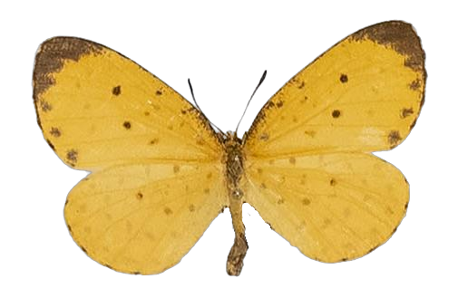 Pentila tropicalis fuscipunctata — LYCAENIDAE/7 MINA AFRIKANSKA LYCAENIDER/Lycaenidae_DTR1179.jpg