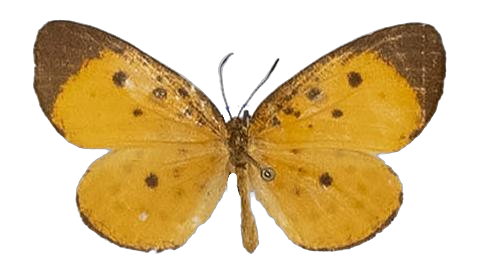 Pentila landbecki — LYCAENIDAE/7 MINA AFRIKANSKA LYCAENIDER/Lycaenidae_DTR1179.jpg