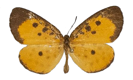 Pentila landbecki — LYCAENIDAE/7 MINA AFRIKANSKA LYCAENIDER/Lycaenidae_DTR1179.jpg