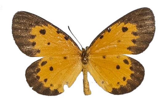 Pentila pauli pauli — LYCAENIDAE/7 MINA AFRIKANSKA LYCAENIDER/Lycaenidae_DTR1179.jpg