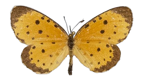 Pentila pauli pauli — LYCAENIDAE/7 MINA AFRIKANSKA LYCAENIDER/Lycaenidae_DTR1179.jpg
