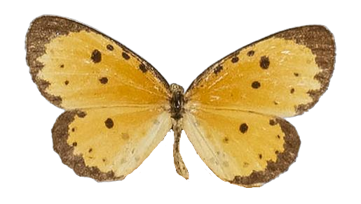 Pentila pauli pauli — LYCAENIDAE/7 MINA AFRIKANSKA LYCAENIDER/Lycaenidae_DTR1179.jpg
