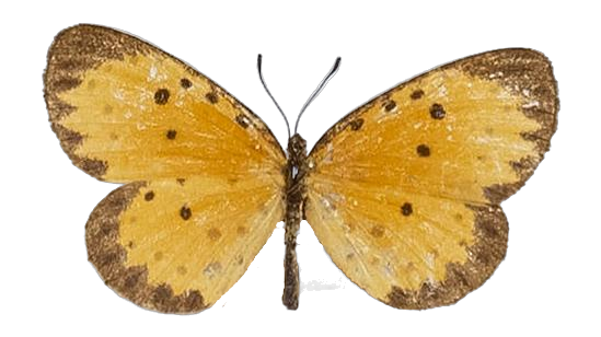 Pentila pauli pauli — LYCAENIDAE/7 MINA AFRIKANSKA LYCAENIDER/Lycaenidae_DTR1179.jpg