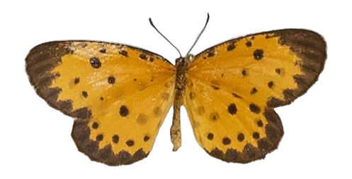 Pentila pauli pauli — LYCAENIDAE/7 MINA AFRIKANSKA LYCAENIDER/Lycaenidae_DTR1179.jpg