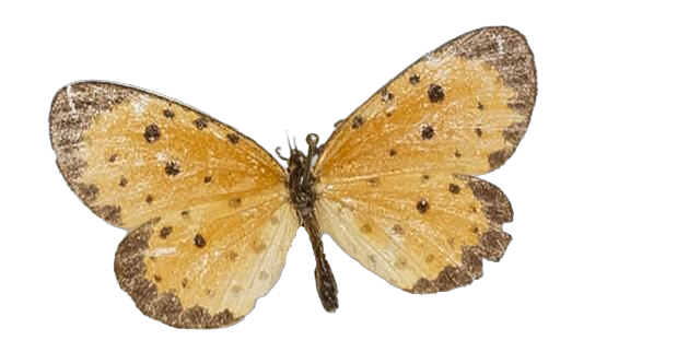 Pentila pauli pauli — LYCAENIDAE/7 MINA AFRIKANSKA LYCAENIDER/Lycaenidae_DTR1179.jpg