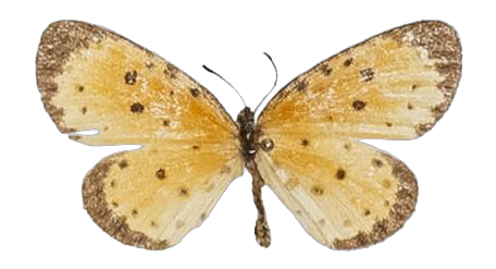 Pentila pauli pauli — LYCAENIDAE/7 MINA AFRIKANSKA LYCAENIDER/Lycaenidae_DTR1179.jpg