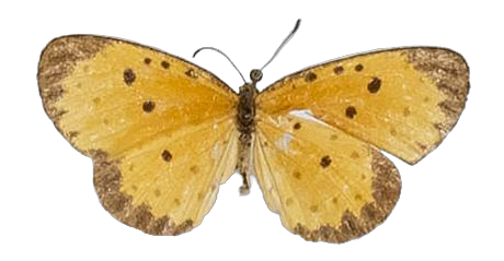 Pentila pauli pauli — LYCAENIDAE/7 MINA AFRIKANSKA LYCAENIDER/Lycaenidae_DTR1179.jpg