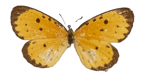 Pentila pauli pauli — LYCAENIDAE/7 MINA AFRIKANSKA LYCAENIDER/Lycaenidae_DTR1179.jpg