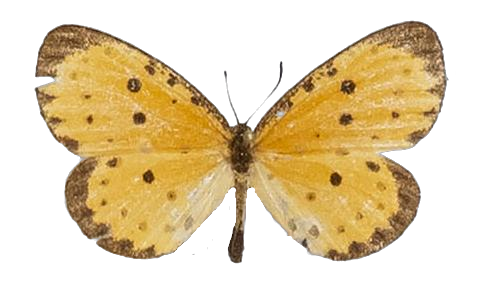 Pentila pauli pauli — LYCAENIDAE/7 MINA AFRIKANSKA LYCAENIDER/Lycaenidae_DTR1179.jpg