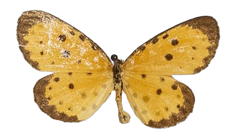 Pentila pauli clarensis — LYCAENIDAE/7 MINA AFRIKANSKA LYCAENIDER/Lycaenidae_DTR1179.jpg
