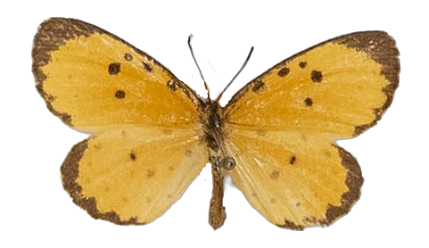Pentila pauli clarensis — LYCAENIDAE/7 MINA AFRIKANSKA LYCAENIDER/Lycaenidae_DTR1179.jpg