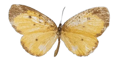 Pentila pauli clarensis — LYCAENIDAE/7 MINA AFRIKANSKA LYCAENIDER/Lycaenidae_DTR1179.jpg