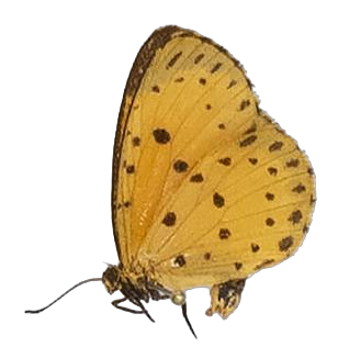 Pentila pauli clarensis — LYCAENIDAE/7 MINA AFRIKANSKA LYCAENIDER/Lycaenidae_DTR1179.jpg