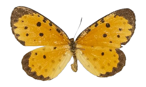 Pentila pauli clarensis — LYCAENIDAE/7 MINA AFRIKANSKA LYCAENIDER/Lycaenidae_DTR1179.jpg