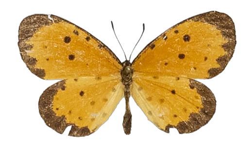 Pentila pauli clarensis — LYCAENIDAE/7 MINA AFRIKANSKA LYCAENIDER/Lycaenidae_DTR1179.jpg