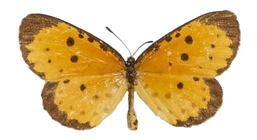 Pentila pauli clarensis — LYCAENIDAE/7 MINA AFRIKANSKA LYCAENIDER/Lycaenidae_DTR1179.jpg
