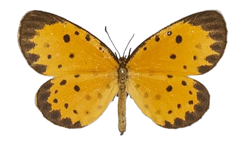 Pentila pauli leopardina — LYCAENIDAE/7 MINA AFRIKANSKA LYCAENIDER/Lycaenidae_DTR1179.jpg