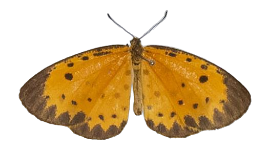 Pentila pauli leopardina — LYCAENIDAE/7 MINA AFRIKANSKA LYCAENIDER/Lycaenidae_DTR1179.jpg
