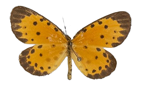 Pentila pauli leopardina — LYCAENIDAE/7 MINA AFRIKANSKA LYCAENIDER/Lycaenidae_DTR1179.jpg