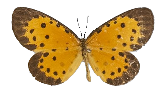 Pentila pauli leopardina — LYCAENIDAE/7 MINA AFRIKANSKA LYCAENIDER/Lycaenidae_DTR1179.jpg