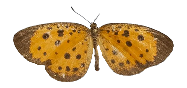 Pentila fidonioides — LYCAENIDAE/7 MINA AFRIKANSKA LYCAENIDER/Lycaenidae_DTR1179.jpg