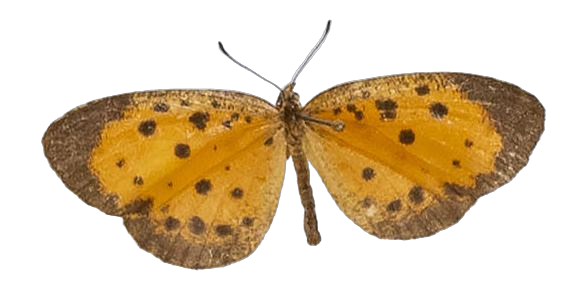 Pentila fidonioides — LYCAENIDAE/7 MINA AFRIKANSKA LYCAENIDER/Lycaenidae_DTR1179.jpg