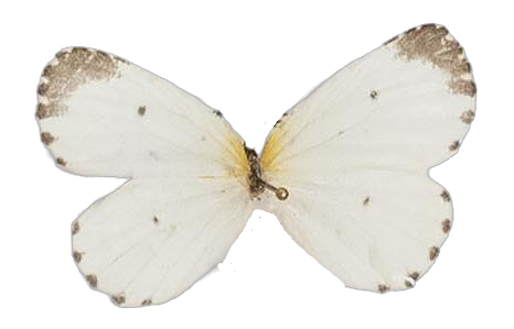 Pentila torrida — LYCAENIDAE/7 MINA AFRIKANSKA LYCAENIDER/Lycaenidae_DTR1179.jpg