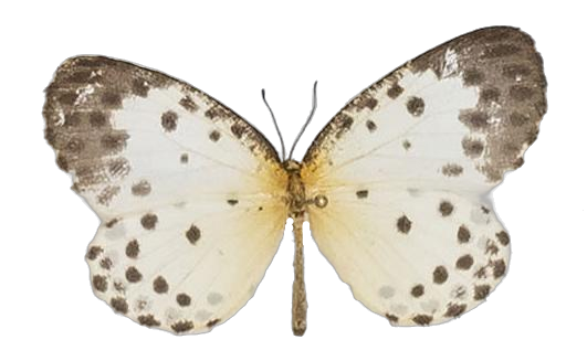 Pentila hewitsoni — LYCAENIDAE/7 MINA AFRIKANSKA LYCAENIDER/Lycaenidae_DTR1179.jpg