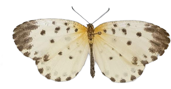 Pentila hewitsoni — LYCAENIDAE/7 MINA AFRIKANSKA LYCAENIDER/Lycaenidae_DTR1179.jpg