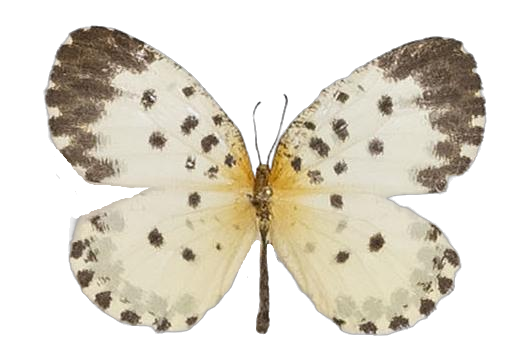 Pentila camerunica — LYCAENIDAE/7 MINA AFRIKANSKA LYCAENIDER/Lycaenidae_DTR1179.jpg