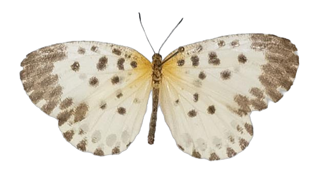 Pentila camerunica — LYCAENIDAE/7 MINA AFRIKANSKA LYCAENIDER/Lycaenidae_DTR1179.jpg
