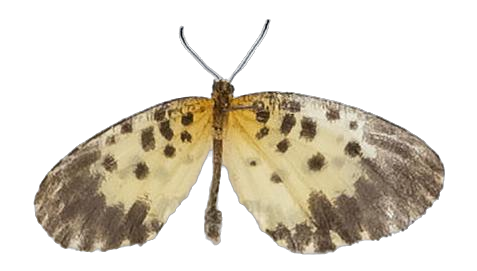 Pentila camerunica — LYCAENIDAE/7 MINA AFRIKANSKA LYCAENIDER/Lycaenidae_DTR1179.jpg