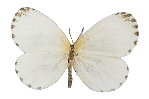 Pentila tachyroides tachyroides — LYCAENIDAE/7 MINA AFRIKANSKA LYCAENIDER/Lycaenidae_DTR1179.jpg