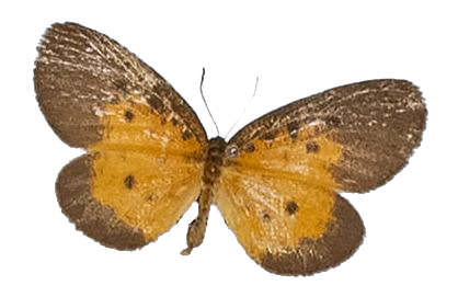 Pentila fallax — LYCAENIDAE/7 MINA AFRIKANSKA LYCAENIDER/Lycaenidae_DTR1179.jpg
