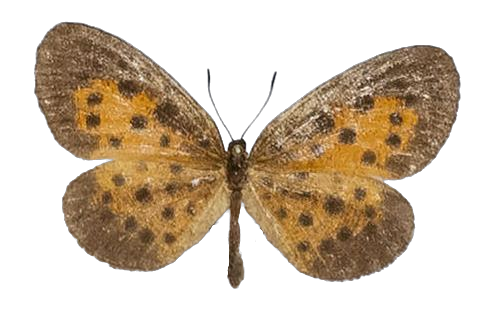Pentila mesia — LYCAENIDAE/7 MINA AFRIKANSKA LYCAENIDER/Lycaenidae_DTR1179.jpg