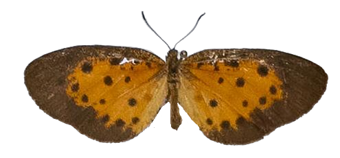 Pentila mesia — LYCAENIDAE/7 MINA AFRIKANSKA LYCAENIDER/Lycaenidae_DTR1179.jpg