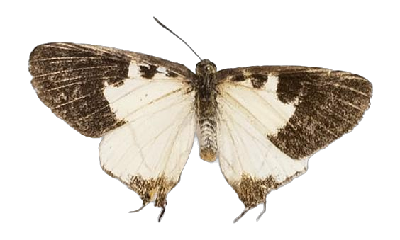 Pseudaletis clymenus — LYCAENIDAE/7 MINA AFRIKANSKA LYCAENIDER/Lycaenidae_DTR1191.jpg