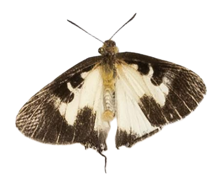 Pseudaletis clymenus — LYCAENIDAE/7 MINA AFRIKANSKA LYCAENIDER/Lycaenidae_DTR1191.jpg