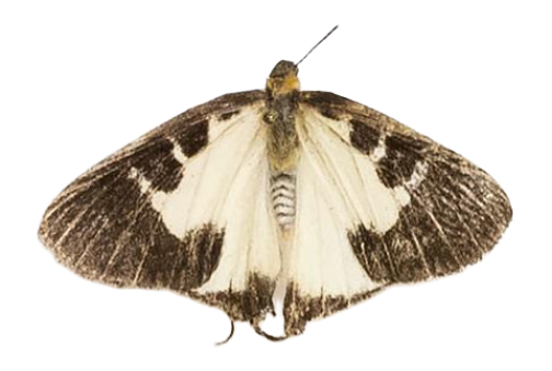 Pseudaletis clymenus — LYCAENIDAE/7 MINA AFRIKANSKA LYCAENIDER/Lycaenidae_DTR1191.jpg