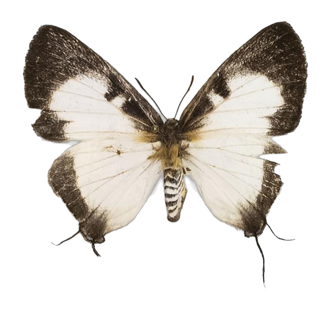 Pseudaletis batesi batesi — LYCAENIDAE/7 MINA AFRIKANSKA LYCAENIDER/Lycaenidae_DTR1191.jpg