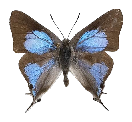 Iolaus alienus alienus — LYCAENIDAE/7 MINA AFRIKANSKA LYCAENIDER/Lycaenidae_DTR1191.jpg