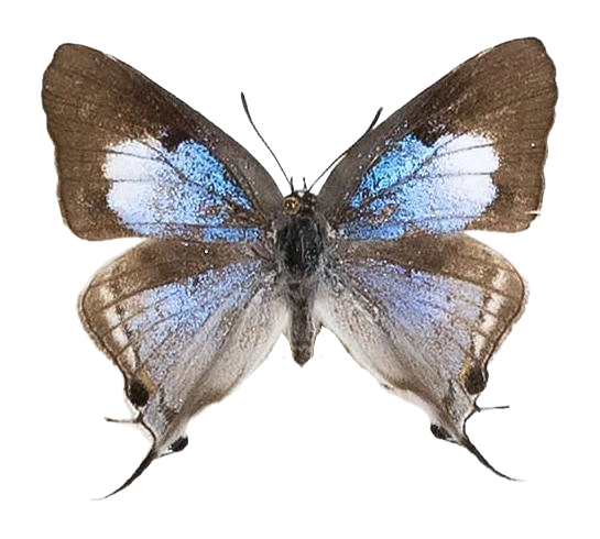 Iolaus alienus alienus — LYCAENIDAE/7 MINA AFRIKANSKA LYCAENIDER/Lycaenidae_DTR1191.jpg