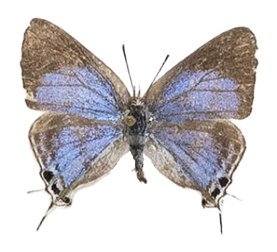 Epamera mimosae mimosa — LYCAENIDAE/7 MINA AFRIKANSKA LYCAENIDER/Lycaenidae_DTR1191.jpg