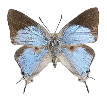 Epamera mimosae rhodosense — LYCAENIDAE/7 MINA AFRIKANSKA LYCAENIDER/Lycaenidae_DTR1191.jpg