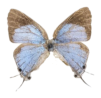 Epamera mimosae rhodosense — LYCAENIDAE/7 MINA AFRIKANSKA LYCAENIDER/Lycaenidae_DTR1191.jpg