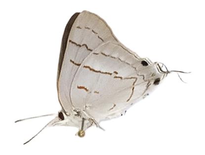 Epamera mimosae rhodosense — LYCAENIDAE/7 MINA AFRIKANSKA LYCAENIDER/Lycaenidae_DTR1191.jpg