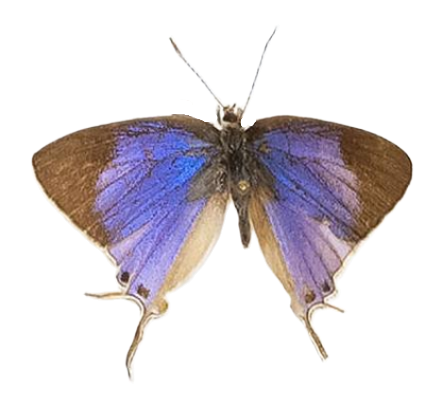 Hemiolaus caeculus caeculus — LYCAENIDAE/7 MINA AFRIKANSKA LYCAENIDER/Lycaenidae_DTR1191.jpg