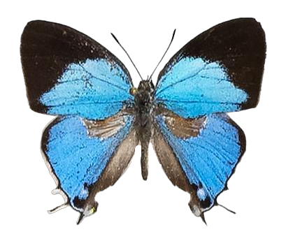 Epamera bellina — LYCAENIDAE/7 MINA AFRIKANSKA LYCAENIDER/Lycaenidae_DTR1191.jpg