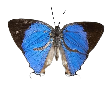 Epamera bellina — LYCAENIDAE/7 MINA AFRIKANSKA LYCAENIDER/Lycaenidae_DTR1191.jpg